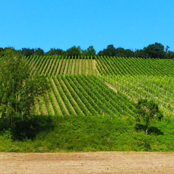 Adelshofen Weinberge