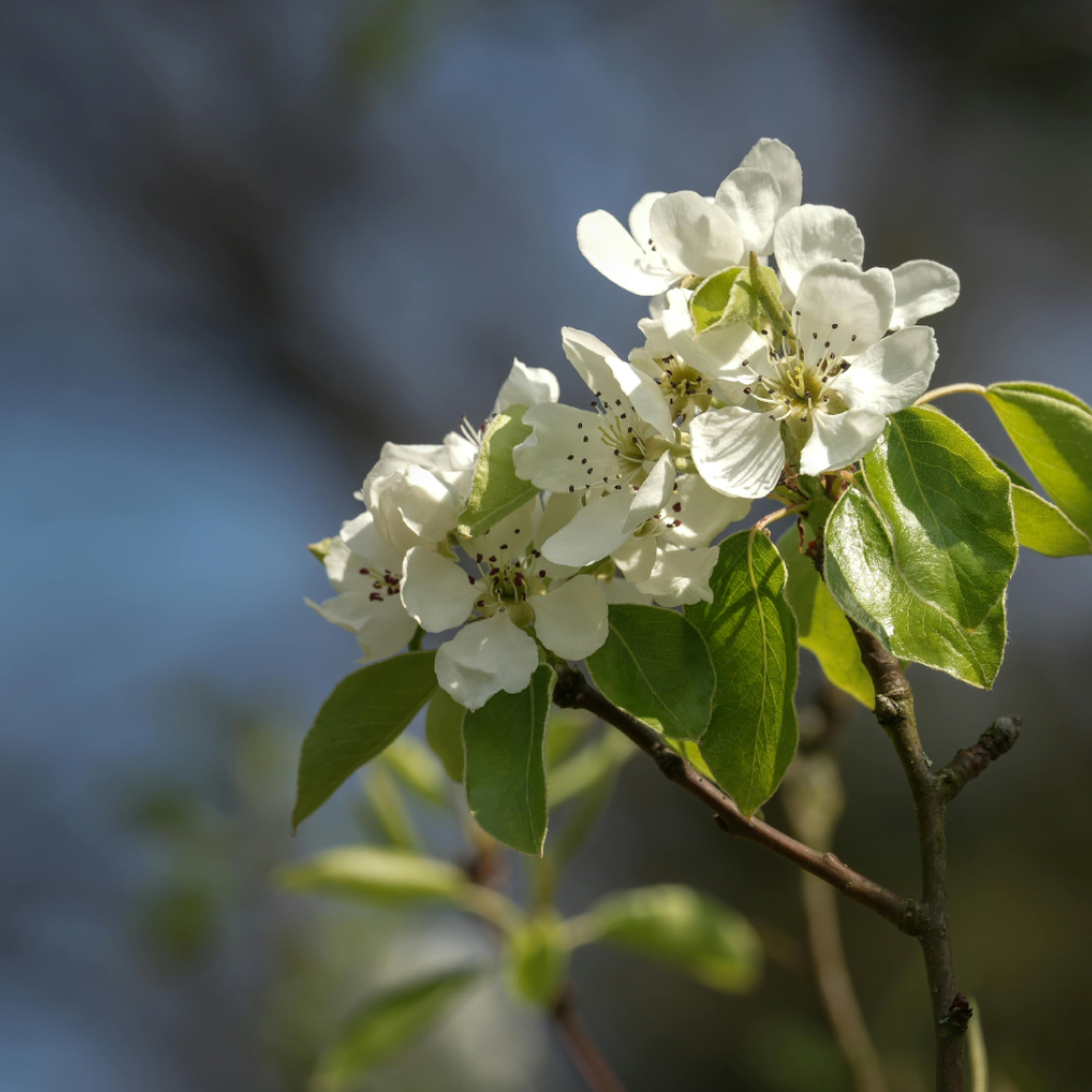 Wanderung Wundervolle Birnbaumblüte des Naturpark Frankenhöhe