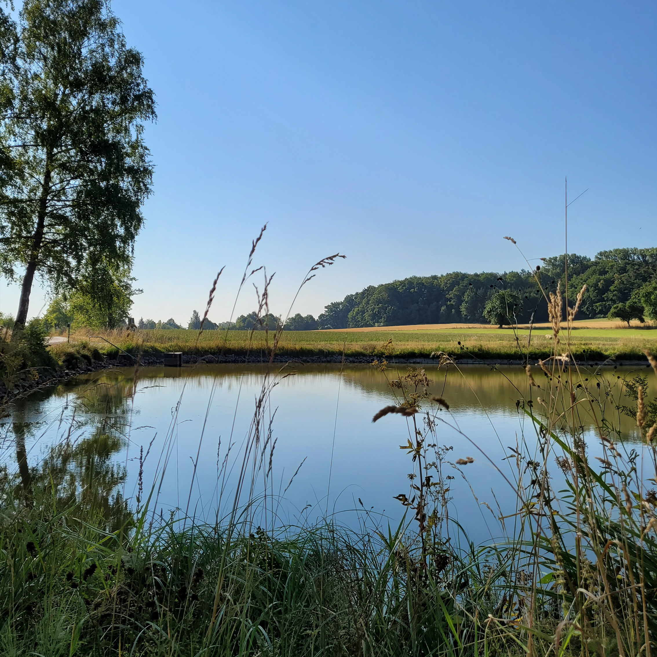 Blick über den Badeweiher Wildenholz auf die idyllische Landschaft