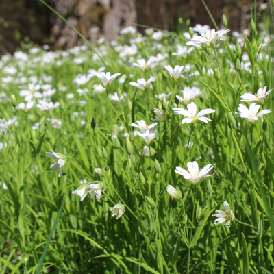 Schöne Blumen säumen den Weg