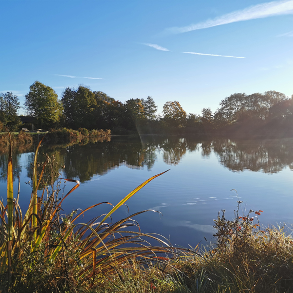 Bastenauer Weiher Wörnitz Blick durchs Schilf