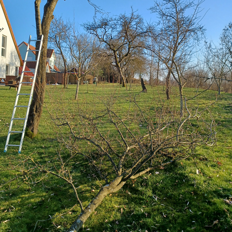 Der Baumschnitt konnte im Februar bei schönem Wetter erfolgen
