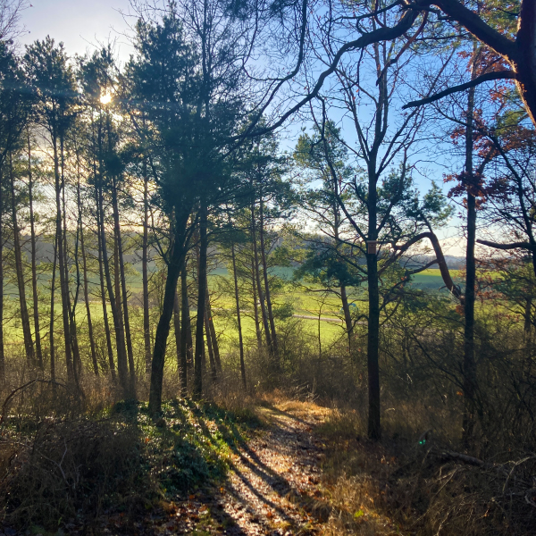 Weg ins Tal am Kreuzlesberg