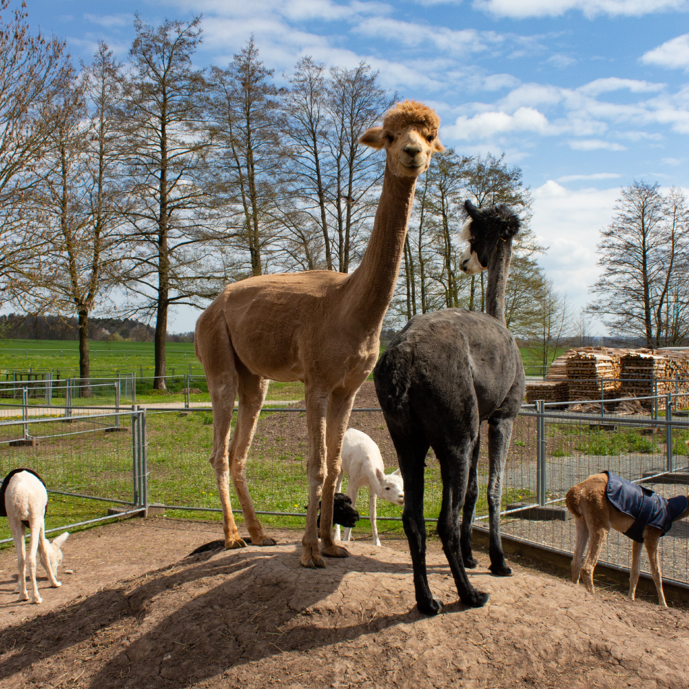 Alpakas auf der Weide