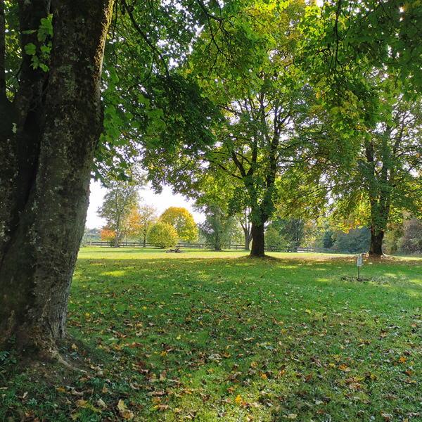 Erlensee Schnelldorf: Wiese unter Bäumen