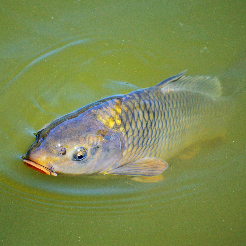 Fischerntewoche Dinkelsbühl: Karpfen im Weiher