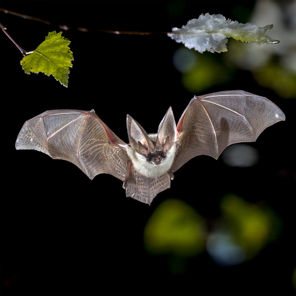 Fledermaus