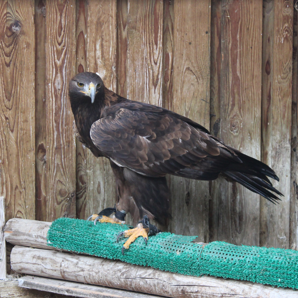 Greifvogel in der Greifauffangstation Mittelfranken