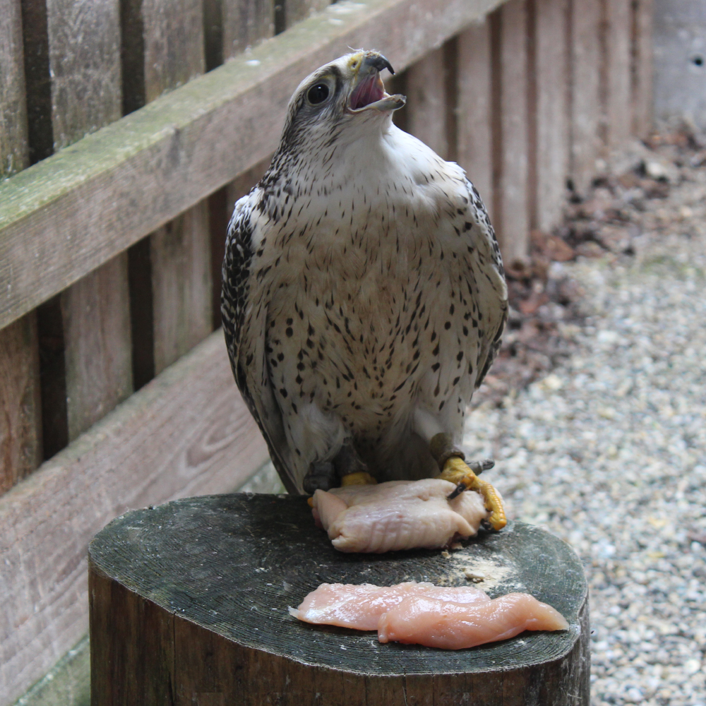 Greifvogel in der Greifvogelauffangstation in Schnepfendorf