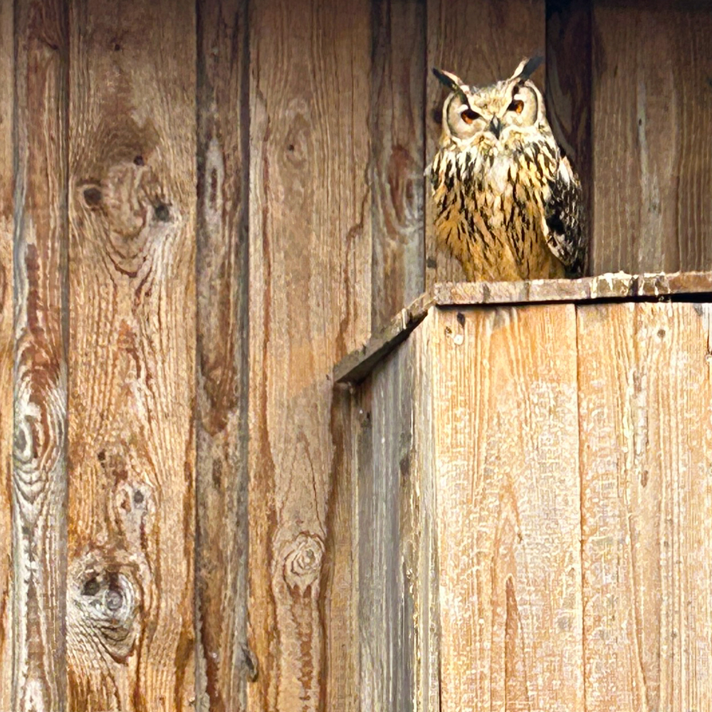 Vogel in der Greifvogelauffangstation Mittelfranken e. V.