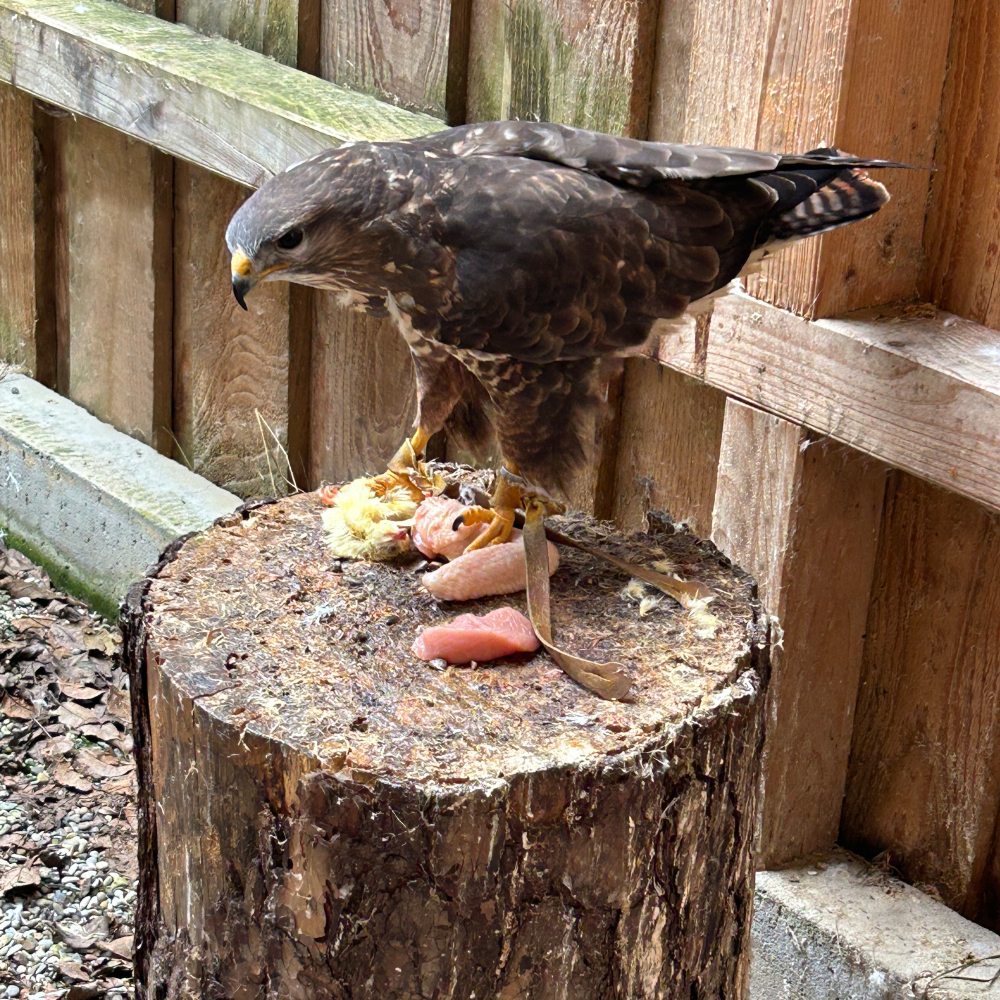 Fridolin von der Greifvogelauffangstation Mittelfranken