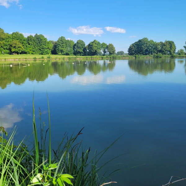 Ruhig gelegen: Der Hardweiher Wettringen