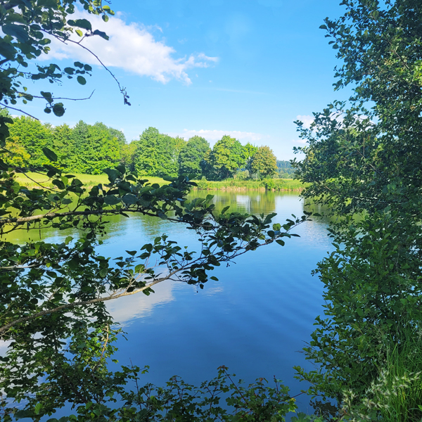 Blick durch die Bäume am Rand des Hardweihers