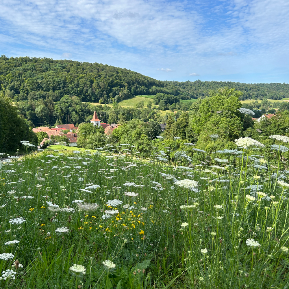 Am Rande des Weges: Blick auf Blumen und Tauberzell
