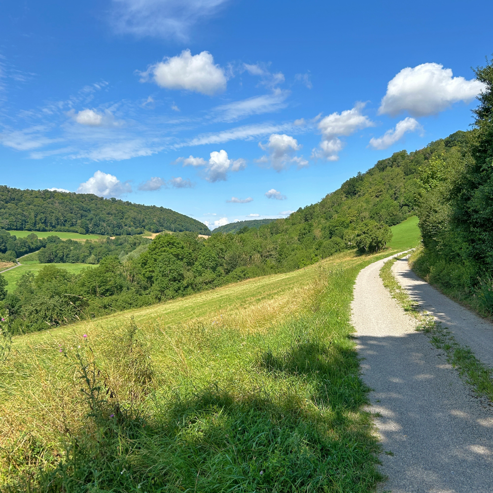 Der Weg durch die Weinberge beim Wanderweg Hasennestle