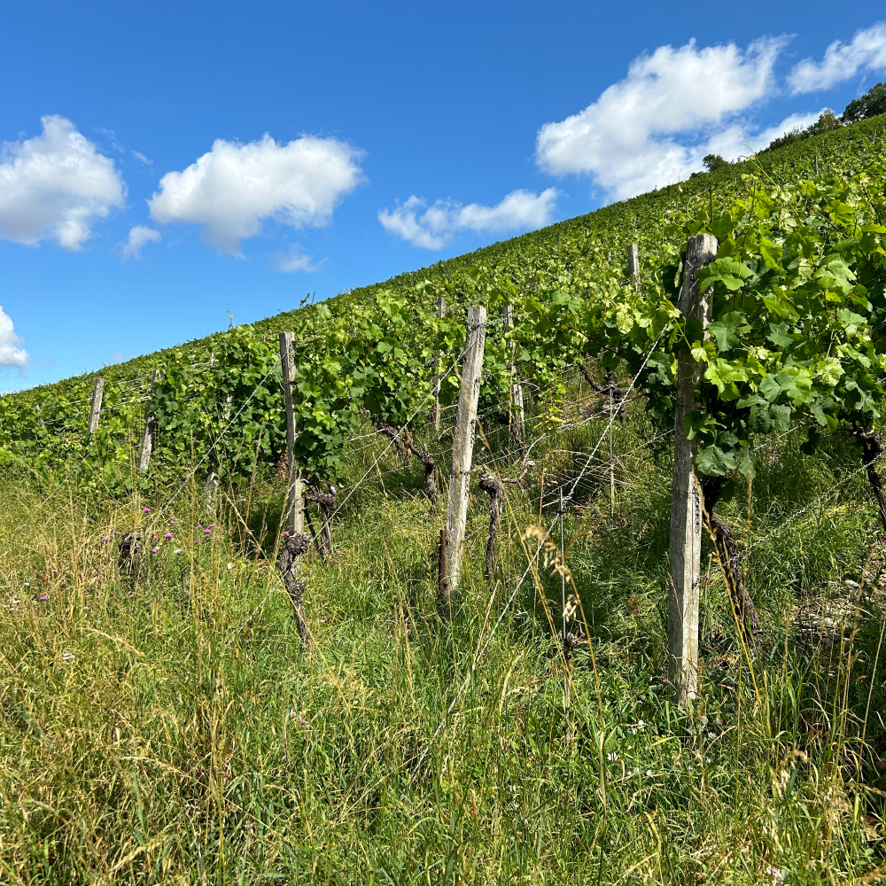 Weinberg am Rande des Wanderweges