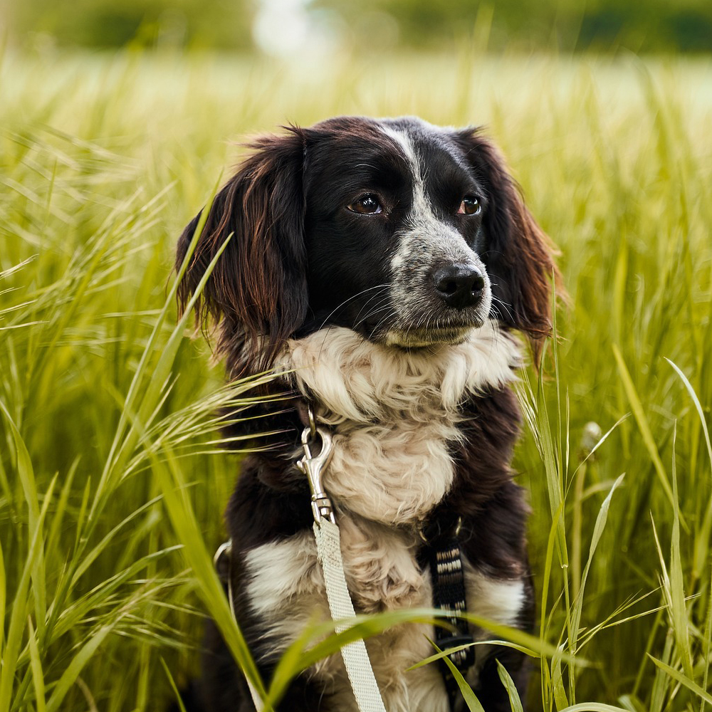 Mit dem Hund in der Natur im Naturpark Frankenhöhr