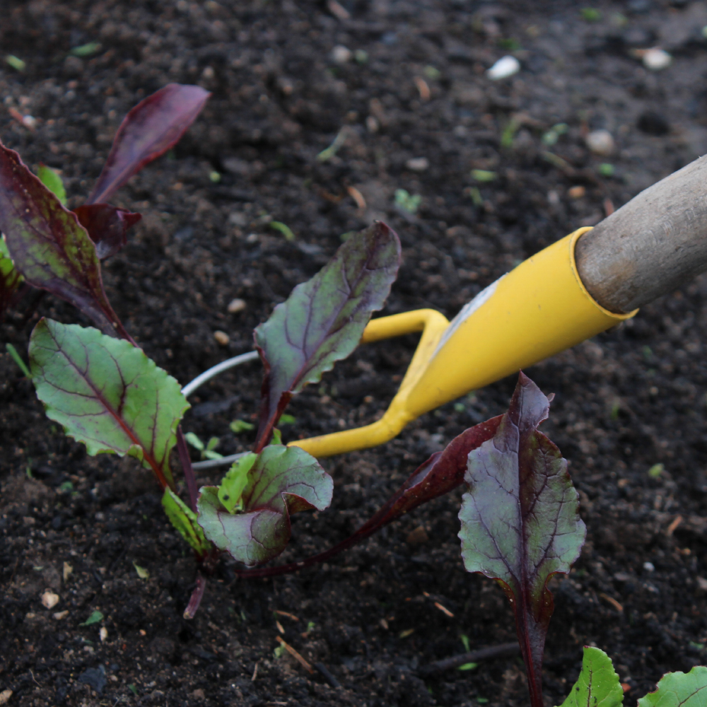 Feldarbeit bei Marktgarten Buck