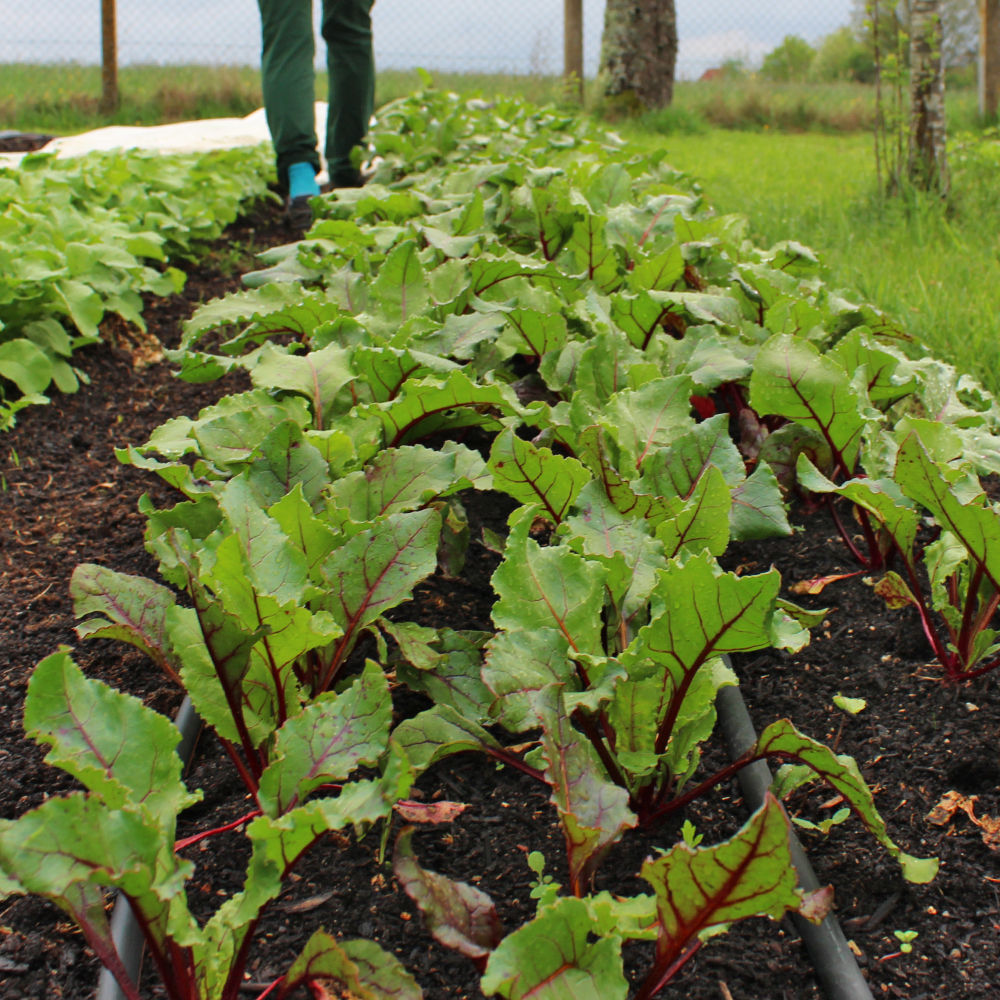 Rote Beet in den Feldern von Marktgarten Buck