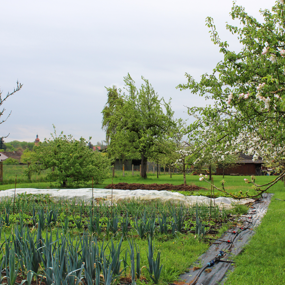 Feld vom Marktgarten Buck in Dinkelsbühl