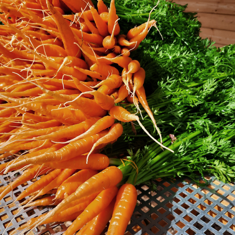 Karotten vom Marktgarten Buck in Dinkelsbühl