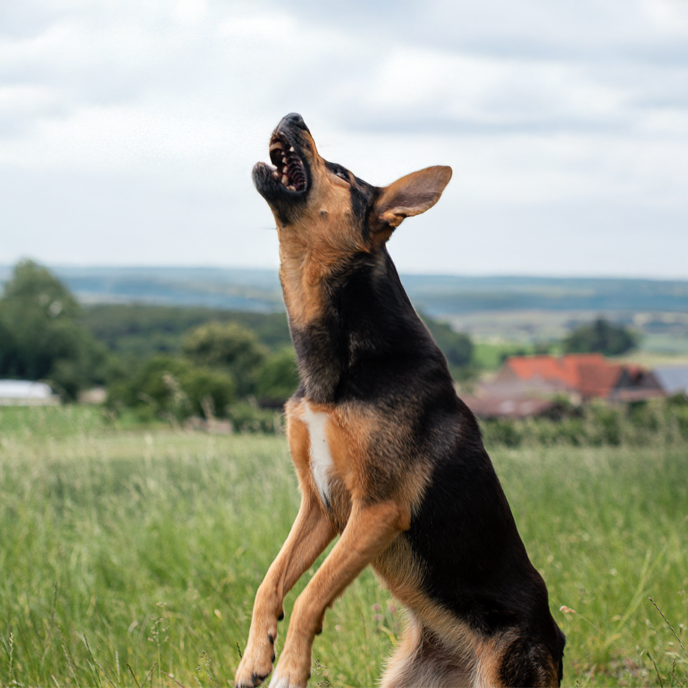 Hund Tara von der Hundschule 