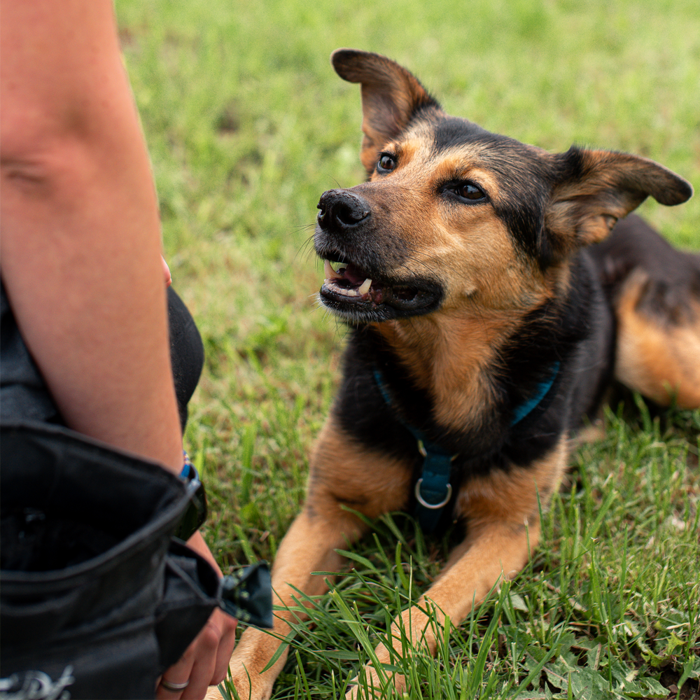Hund Tara von der Hundeschule Muthund aus Insingen