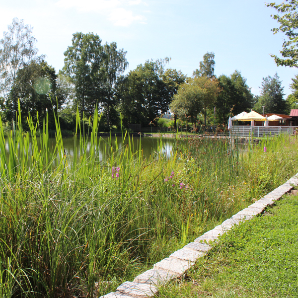 Natur pur: Der Badeweiher Nordenberg