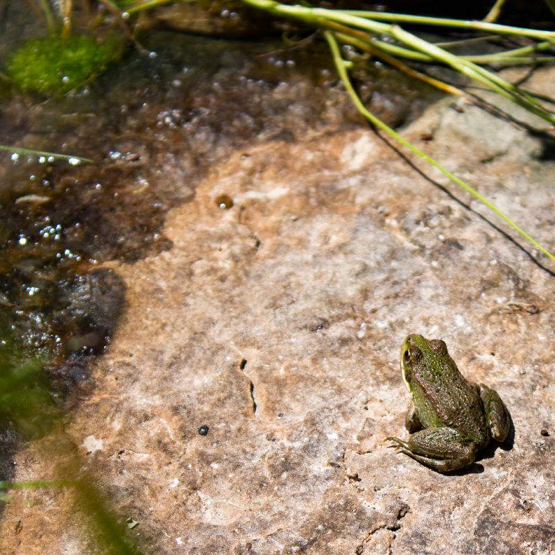 Frosch am Naturweiher