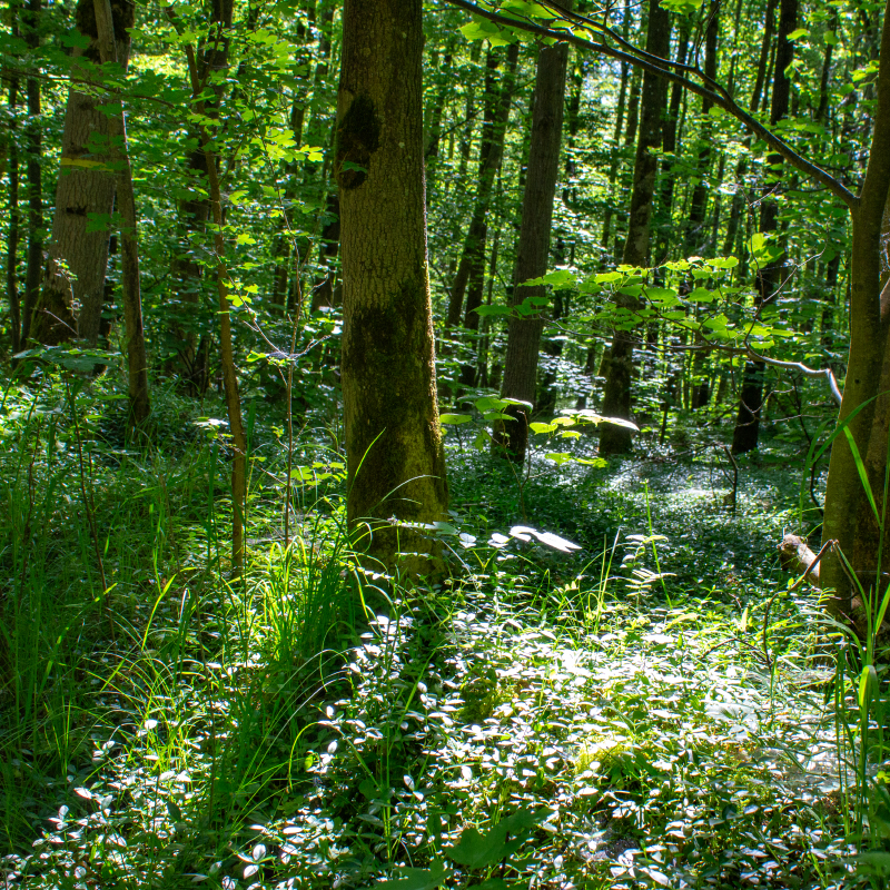 Idyllischer Wald auf dem Naturlehrpfad