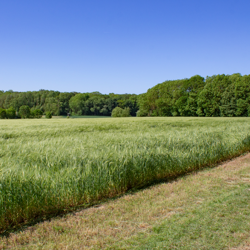 Wiesen und Felder auf dem Naturlehrpfad