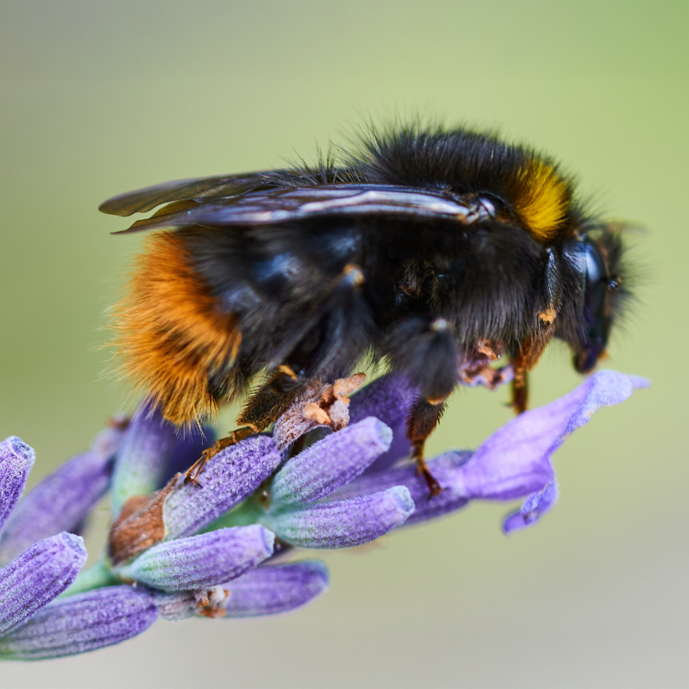 Hummel im Naturpark Frankenh&ouml;he auf einer Bl&uuml;te