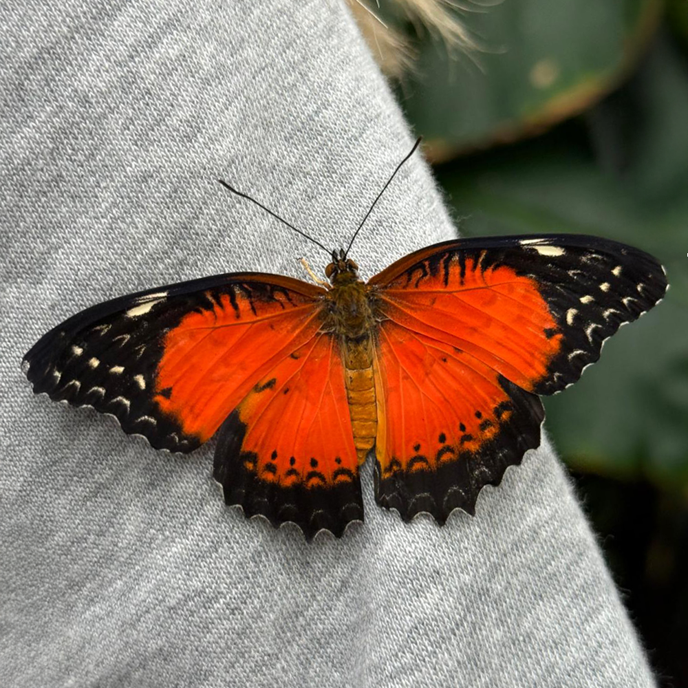 Schmetterling im Papilonia in Dinkelsbühl