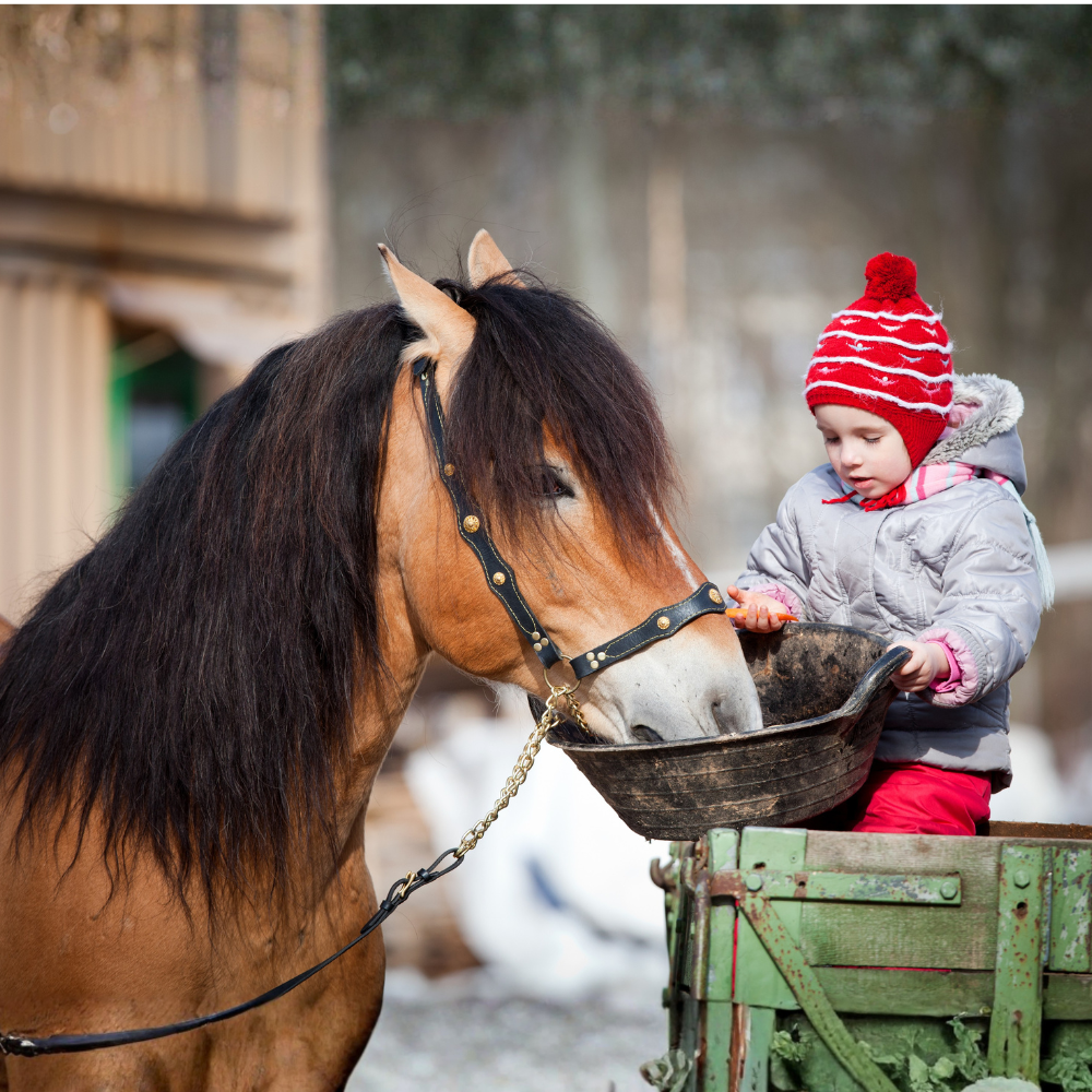 Kind beim füttern von Pferd
