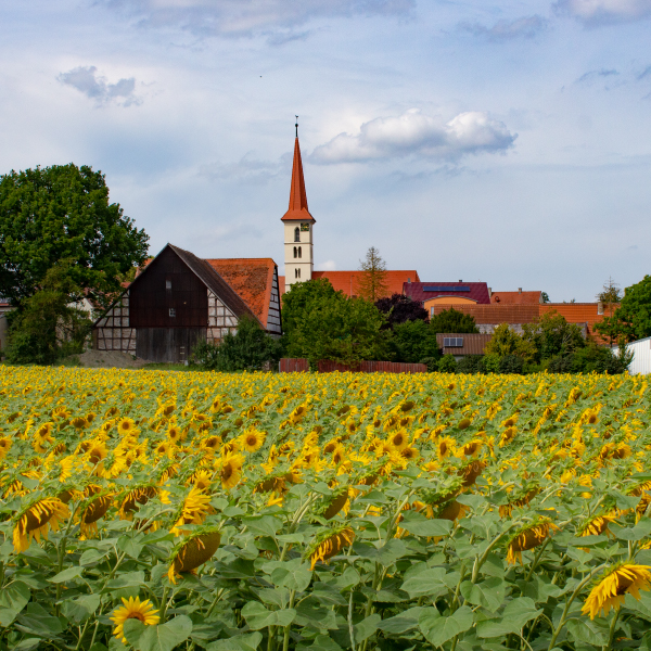 Steinsfeld im Sommer