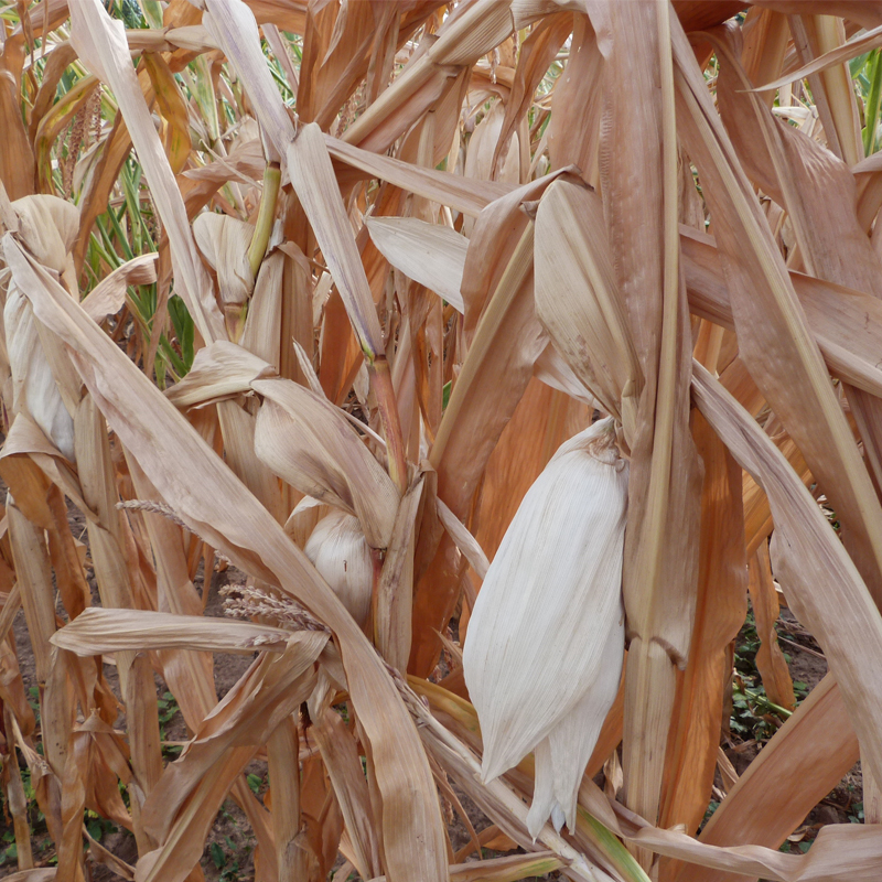 Wegen Trockenheit begann die Maisernte in diesem Jahr schon sehr früh.