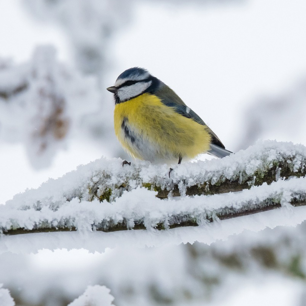 Meise im verschneiten Winter