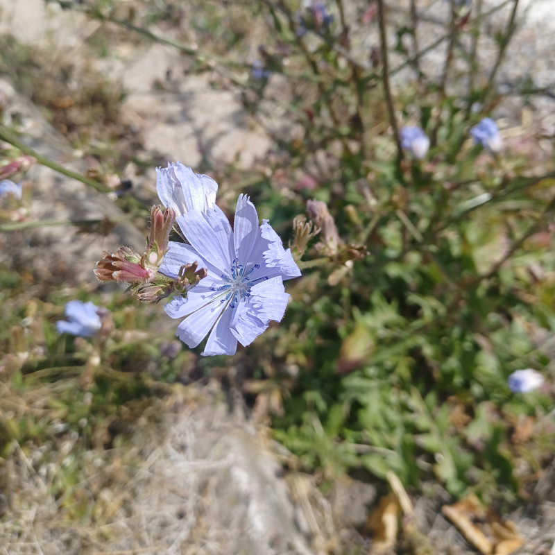 Diese hellblaue Blume wächst trotz Dürre und Trockenheit zumeist direkt an Straßenrand. 