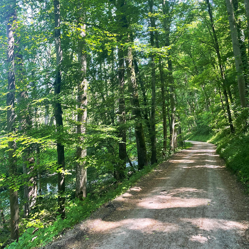 Eine Schattige Tour unter Bäumen