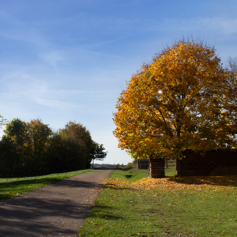 Farbenpracht: Spaziergänge im goldenen Herbst