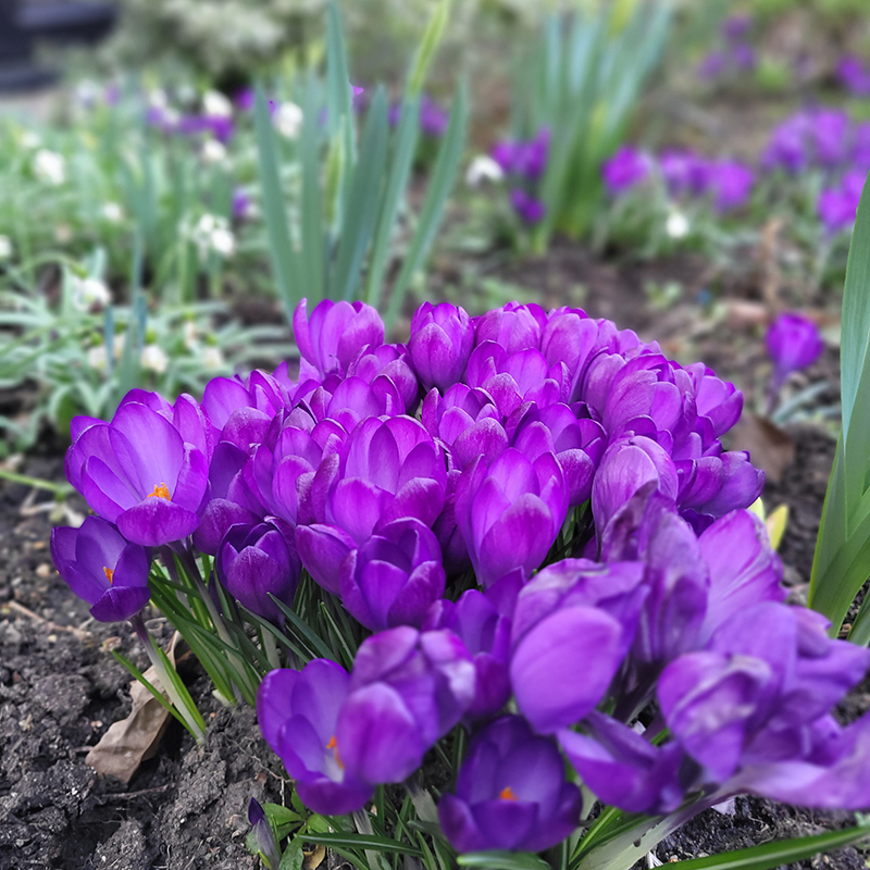 Der Frühling naht, die Krokusse blühen.