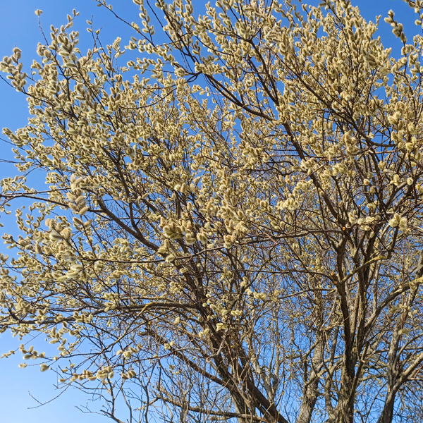 Die Salweide in voller Blüte.