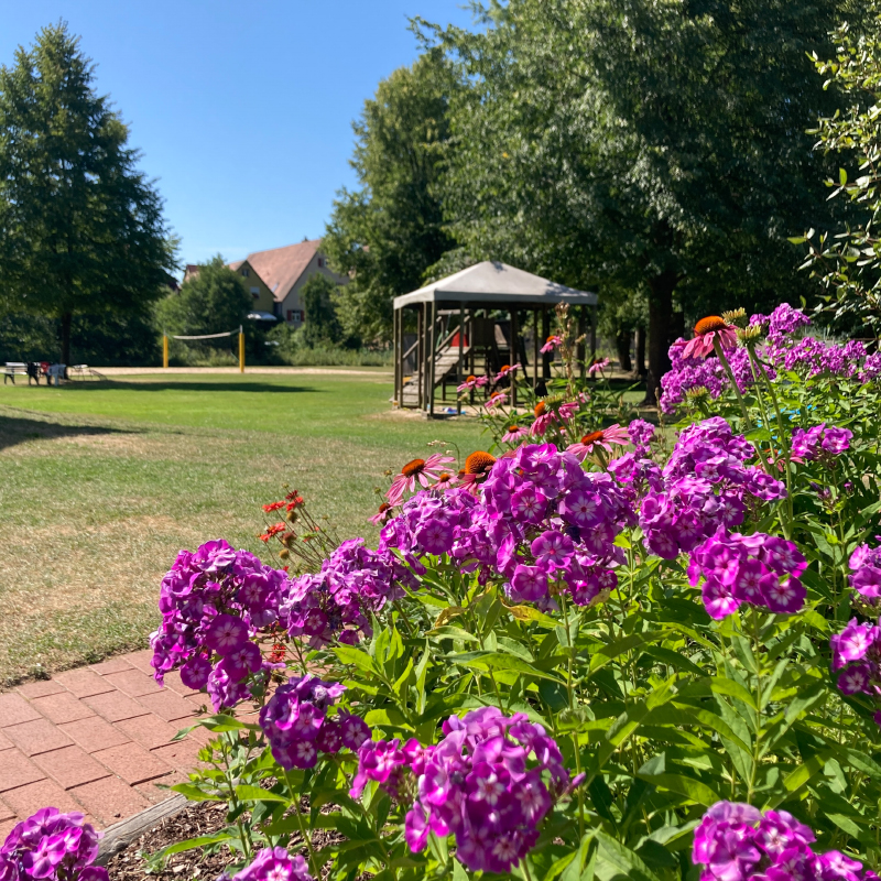 Blumen im Wörnitzstrandbad